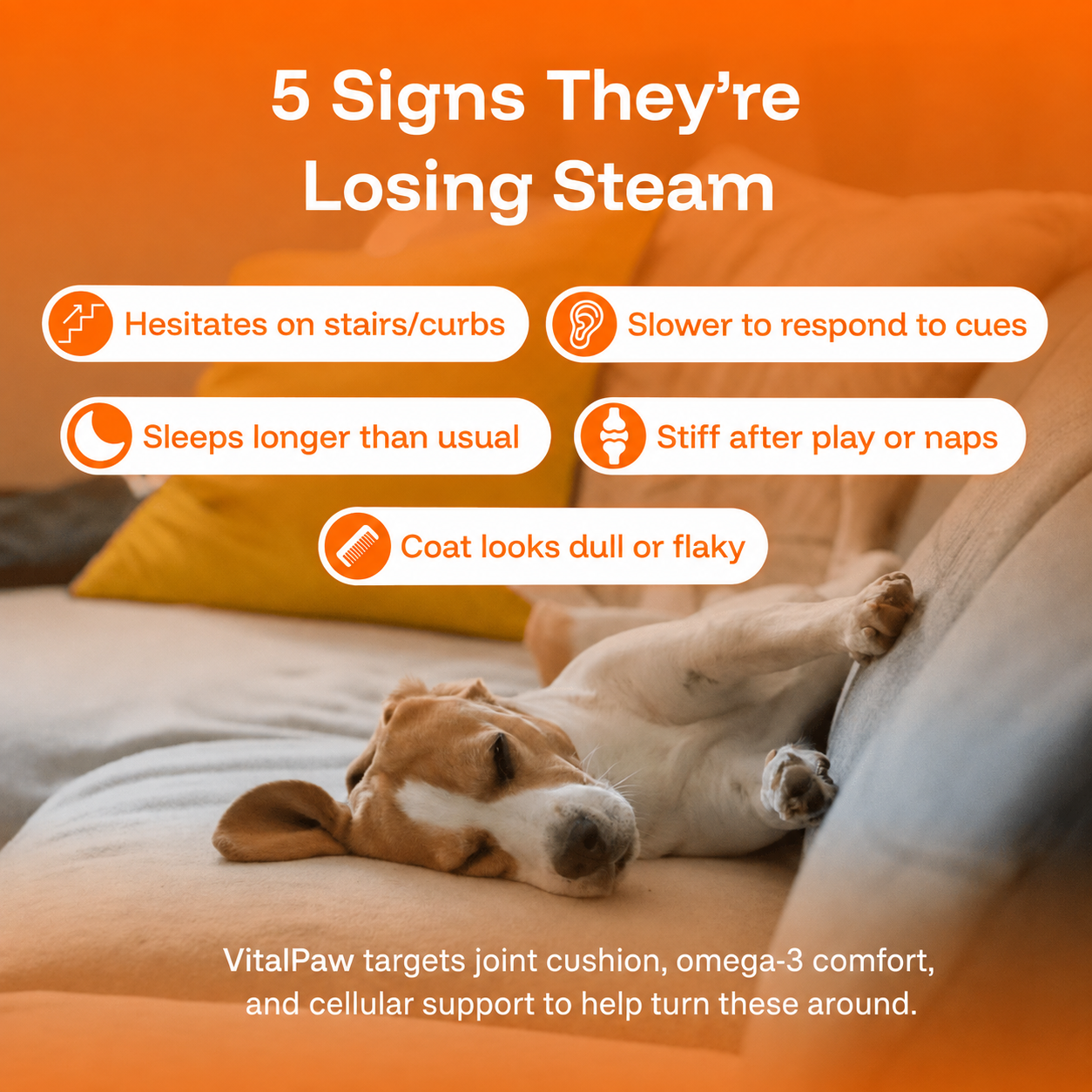 The Complete Daily Formula That Replaces 5+ Supplements Your Dog Won't Take
