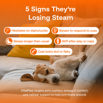 The Complete Daily Formula That Replaces 5+ Supplements Your Dog Won't Take
