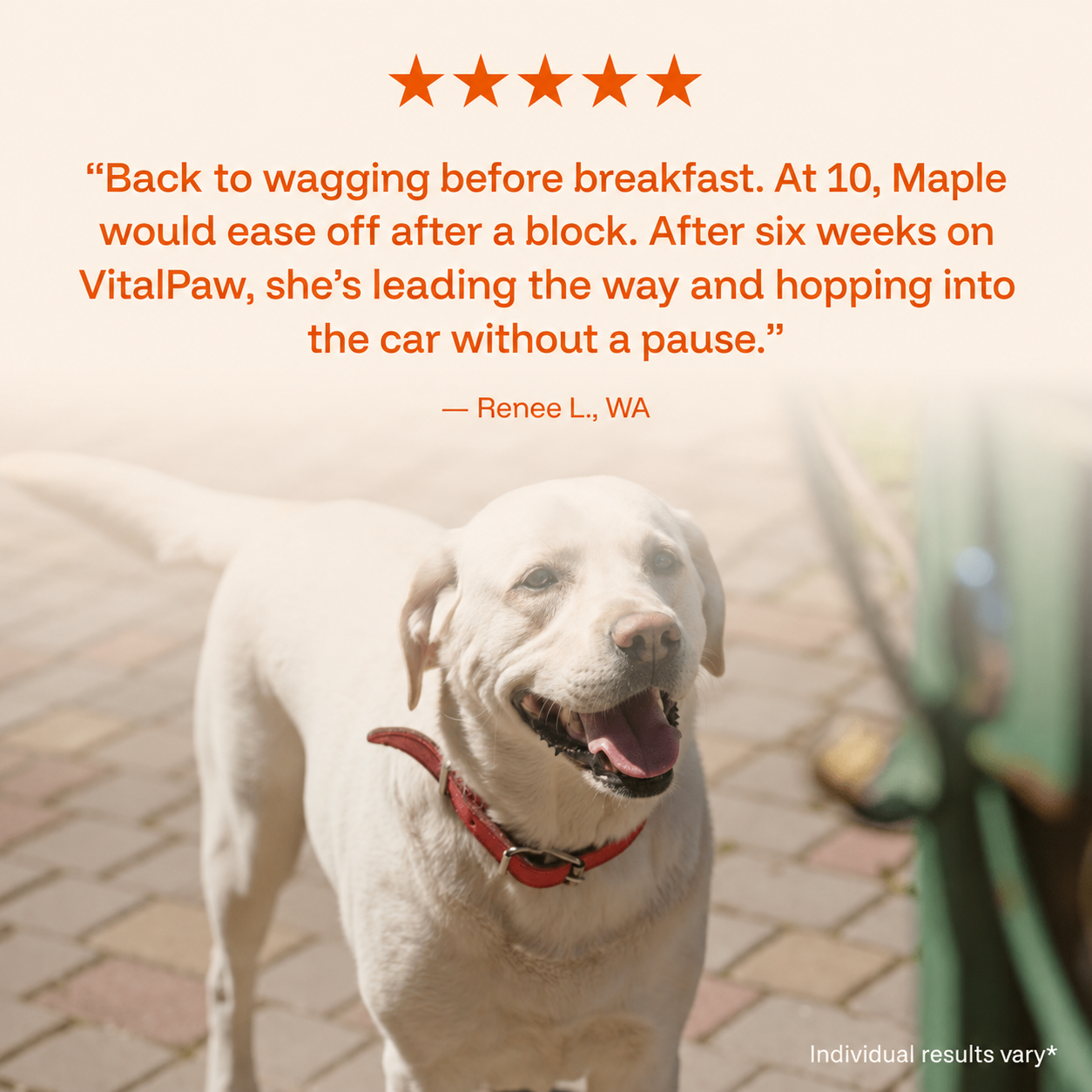 The Complete Daily Formula That Replaces 5+ Supplements Your Dog Won't Take