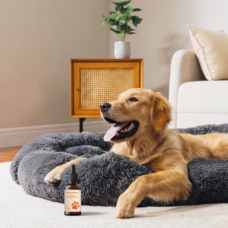 The Complete Daily Formula That Replaces 5+ Supplements Your Dog Won't Take