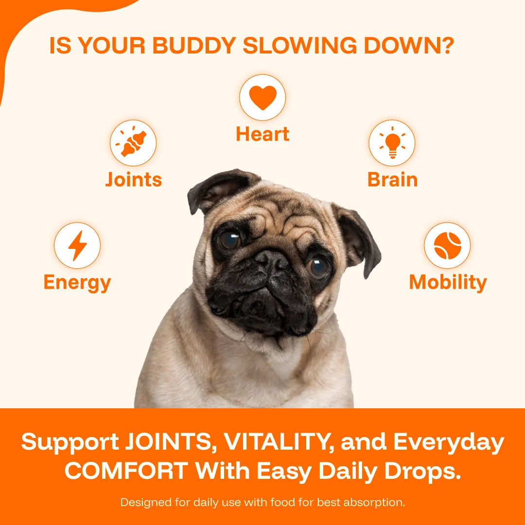 The Complete Daily Formula That Replaces 5+ Supplements Your Dog Won't Take