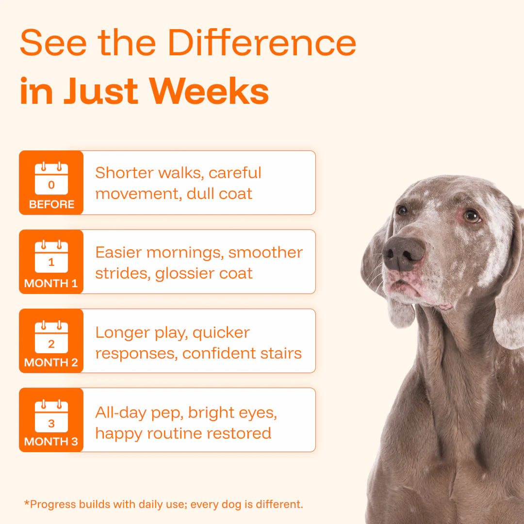 The Complete Daily Formula That Replaces 5+ Supplements Your Dog Won't Take