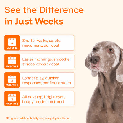 The Complete Daily Formula That Replaces 5+ Supplements Your Dog Won't Take