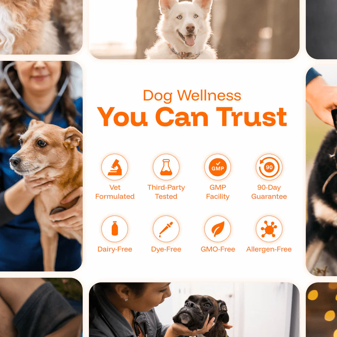 The Complete Daily Formula That Replaces 5+ Supplements Your Dog Won't Take