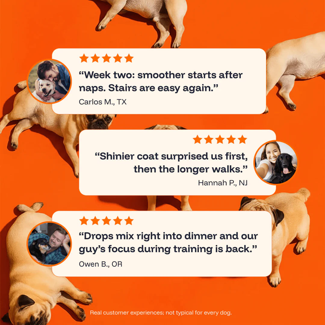 The Complete Daily Formula That Replaces 5+ Supplements Your Dog Won't Take